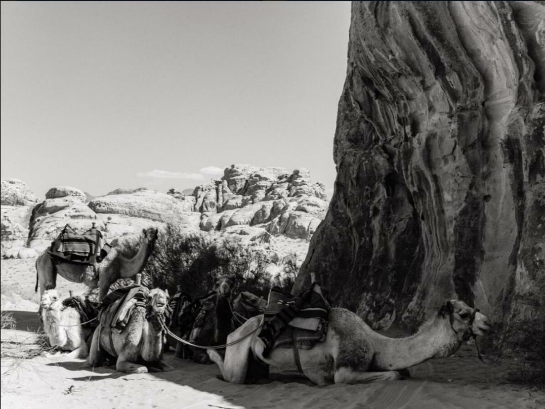 Wadi Rum Moon Camp Extérieur photo