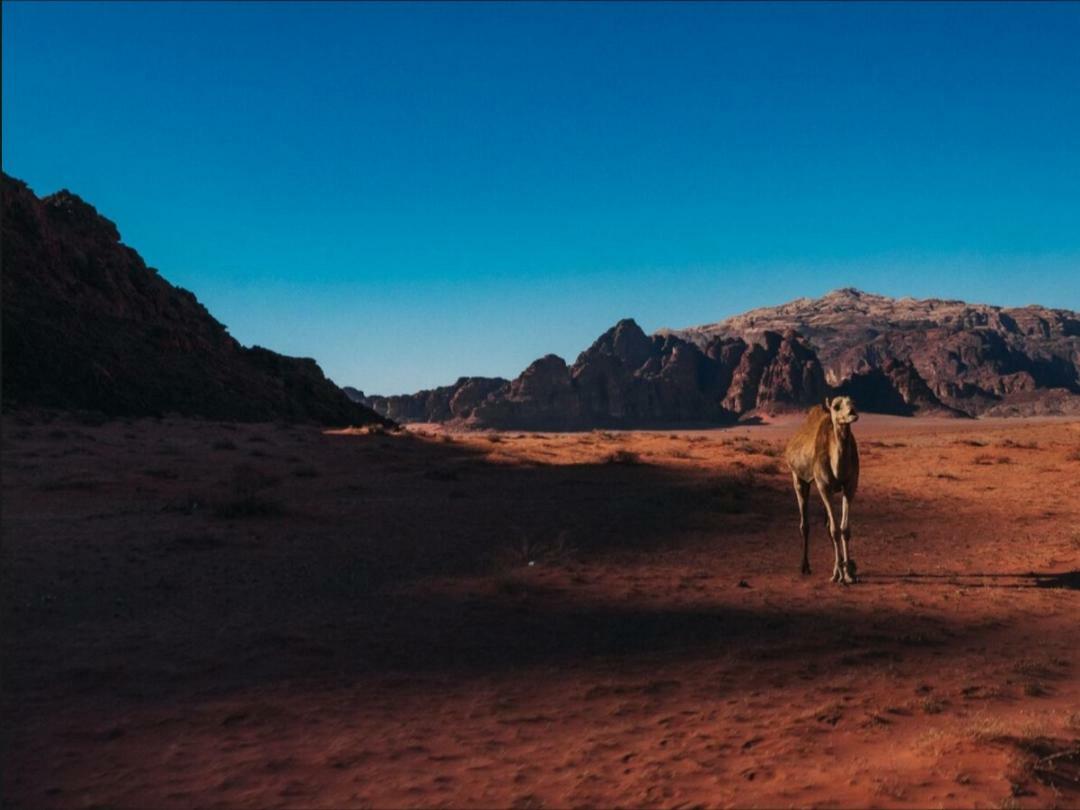 Wadi Rum Moon Camp Extérieur photo