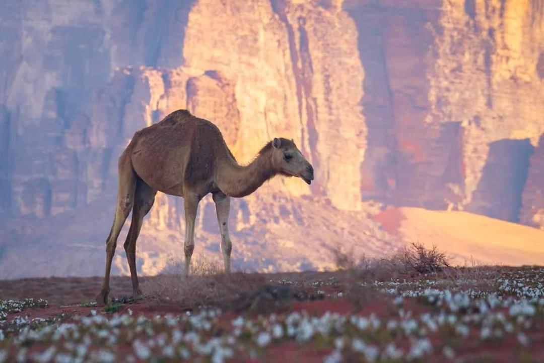 Wadi Rum Moon Camp Extérieur photo